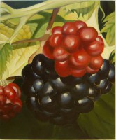 /album/allerlei/overige-002-jpg1/